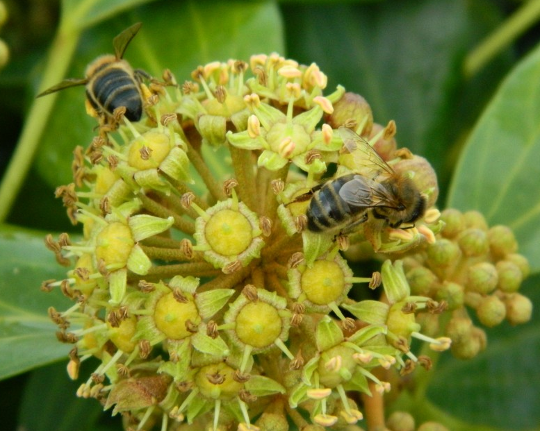 Bijen op Hedera helix 'Arborescens'