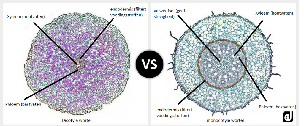 Verschil tussen dicotyle wortels en monocotyle wortels (Engelstalig)