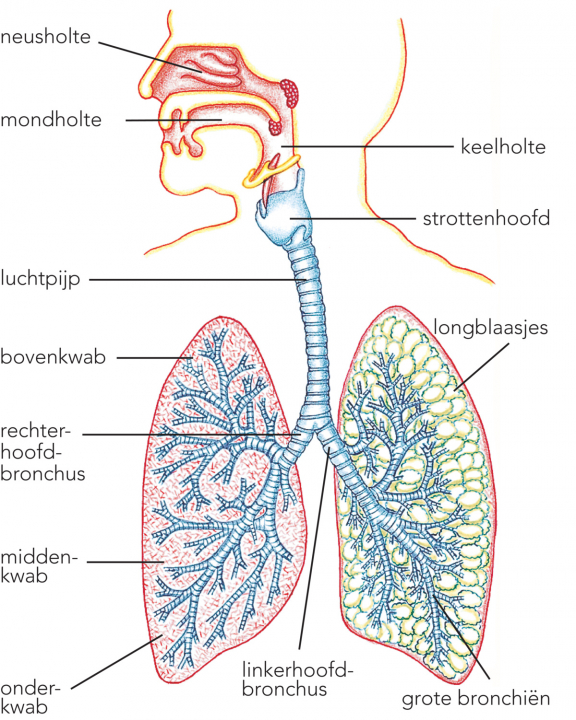 Ademhalingsstelsel - Bron: Thieme Meulenhoff (2021)