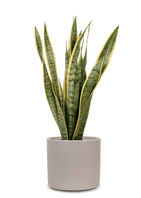 Sanseveria