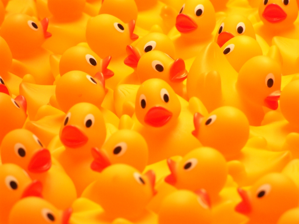 Many ducks