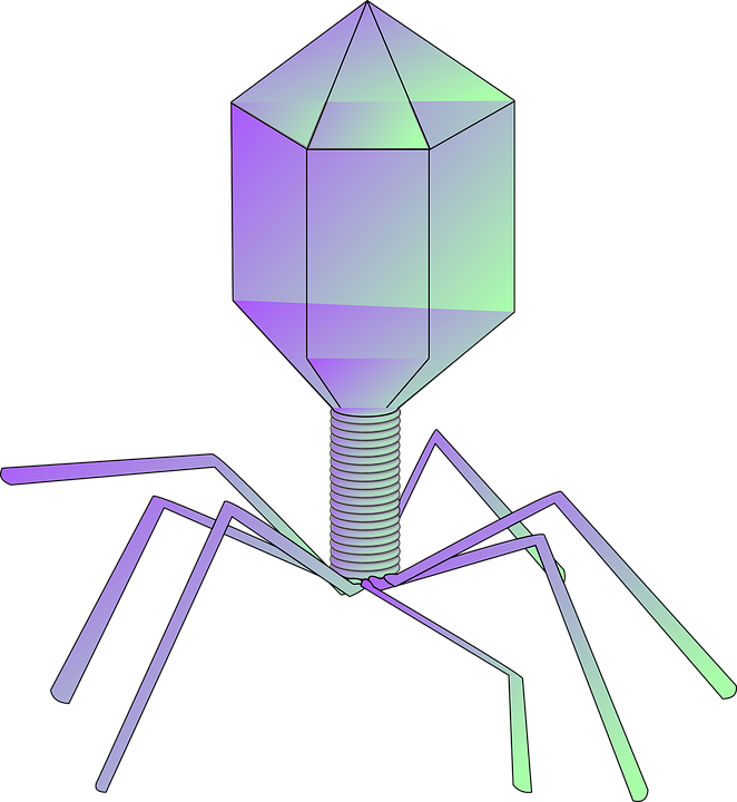 Virus - bacteriofaag