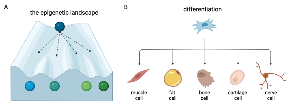 Figure 6.2 A model of the epigenetic landscape. A. Waddington landscape - the metaphor for the development of a cell depending on the conditions to which it is exposed. B. In a multicellular organism, cells undergo differentiation, which allows the emergence of various specialized cells from the original unspecialized cell.