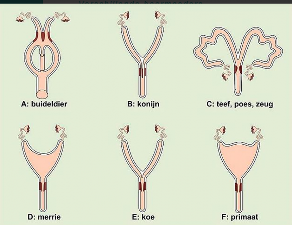 Baarmoedervorm van verschillende diersoorten