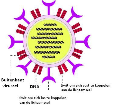 Schematische tekening Virus