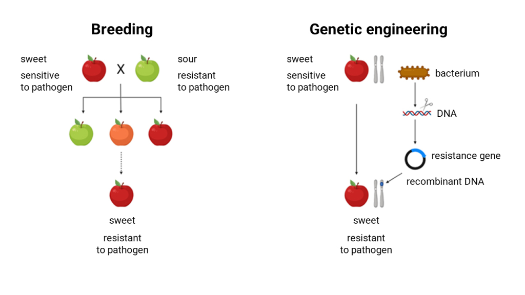 Figure 17.3 Modification of genetic information by genetic engineering. The traditional breeding process (left) is where the most optimal characteristics are chosen after each round of crossing/breeding. This in in comparison to the genetic engineering mechanism (right) where the DNA from a different organism, a bacteria, is inserted into the apple.