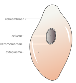 een cel