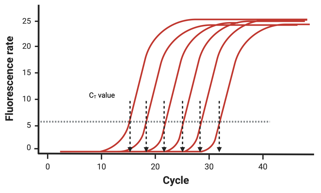 Figure 4.4 RT-PCR amplification curve of samples with different CT values.