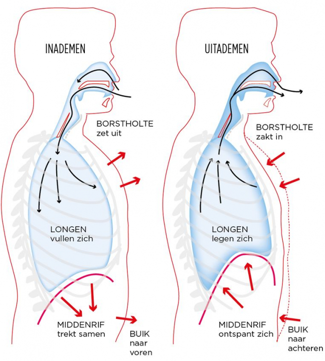 De weg van de ademhaling - Bron: Volkskrant (2020).