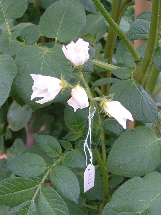 Vers bestoven bloem van een aardappel. Door kennis over erfelijkheid slim toe te passen, kun je goede kruisingen verzinnen. Bron: CAH Vilentum.