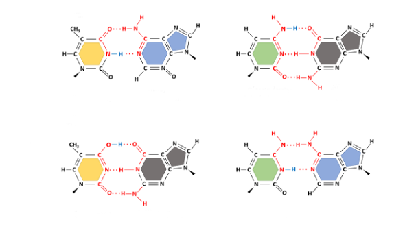 Figure 5.3 Altered pairing properties of nucleotides when a tautomeric rearrangement has occurred. Keto forms of guanine and thymine become enol forms (G' and T') after a tautomeric shift. Adenosine and cytosine shift from the standard amino form to an imino form (A' and C'). The modified bases have altered pairing, with T' pairing with G, C' pairing with A, G' pairs with T and A' will pair with C.