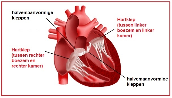 De hartkleppen