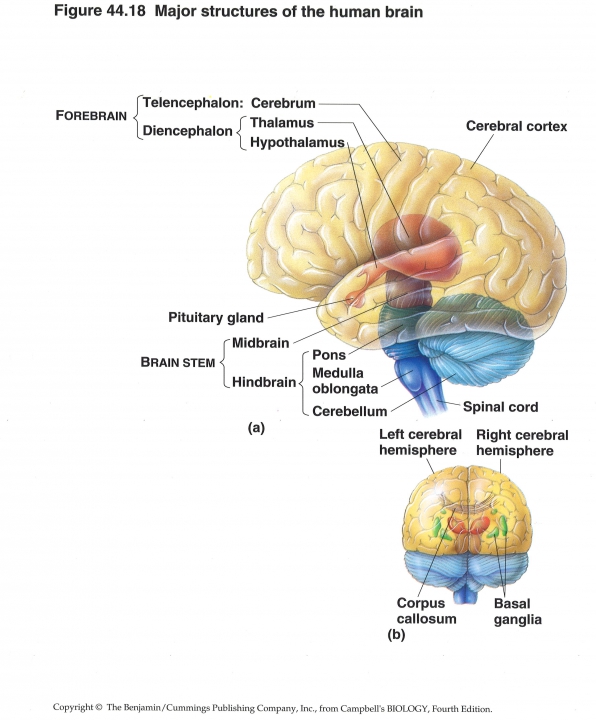 anatomie hersenen