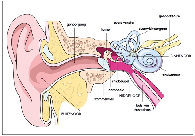 Bouw van het oor