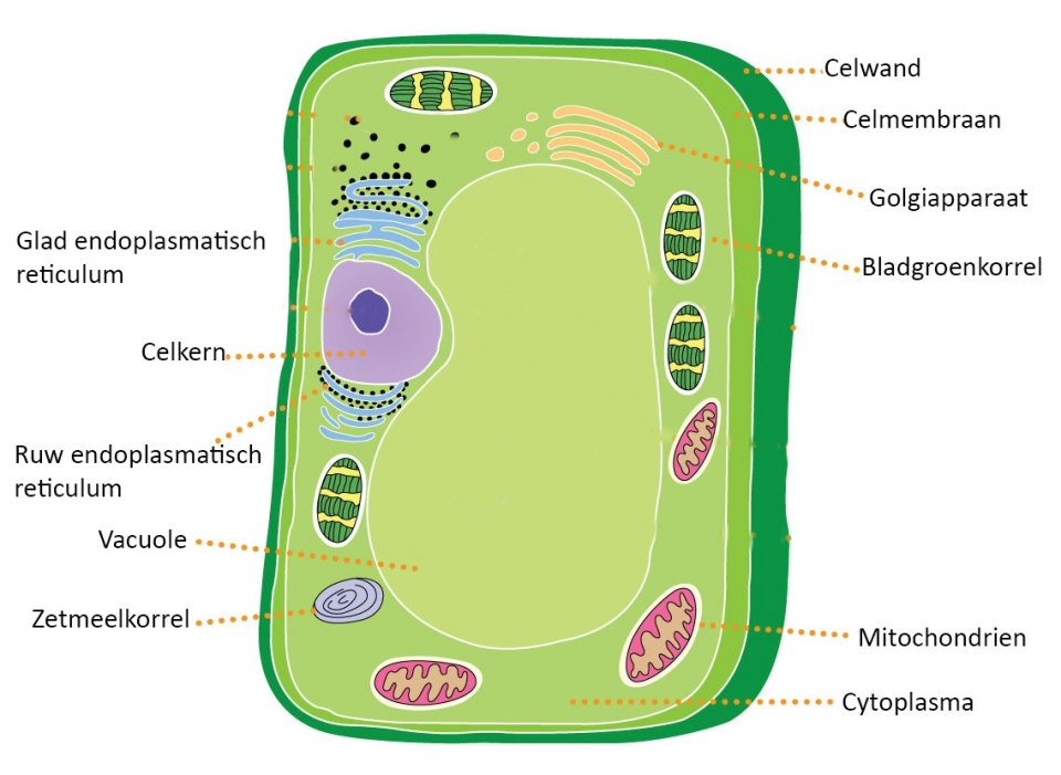 Afbeelding 2 Plantencel (schematisch)