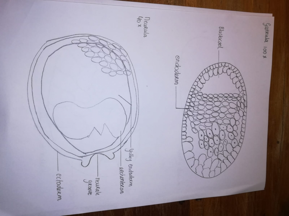 kikkerembryo gastrula, neurula