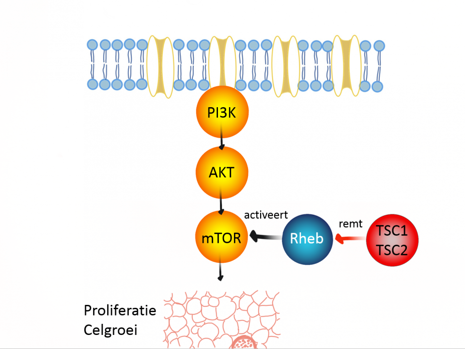 Schematische weergave van mTOR cascade en aangrijping van TSC
