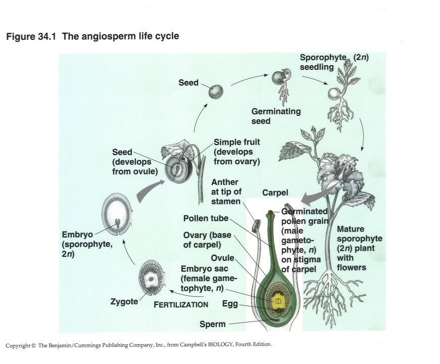 Levenscyclus angiosperm