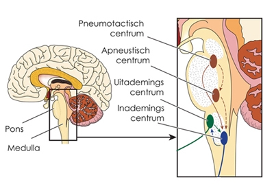 Bron: chronische-hyperventilatie..nl - Het ademhalingscentrum