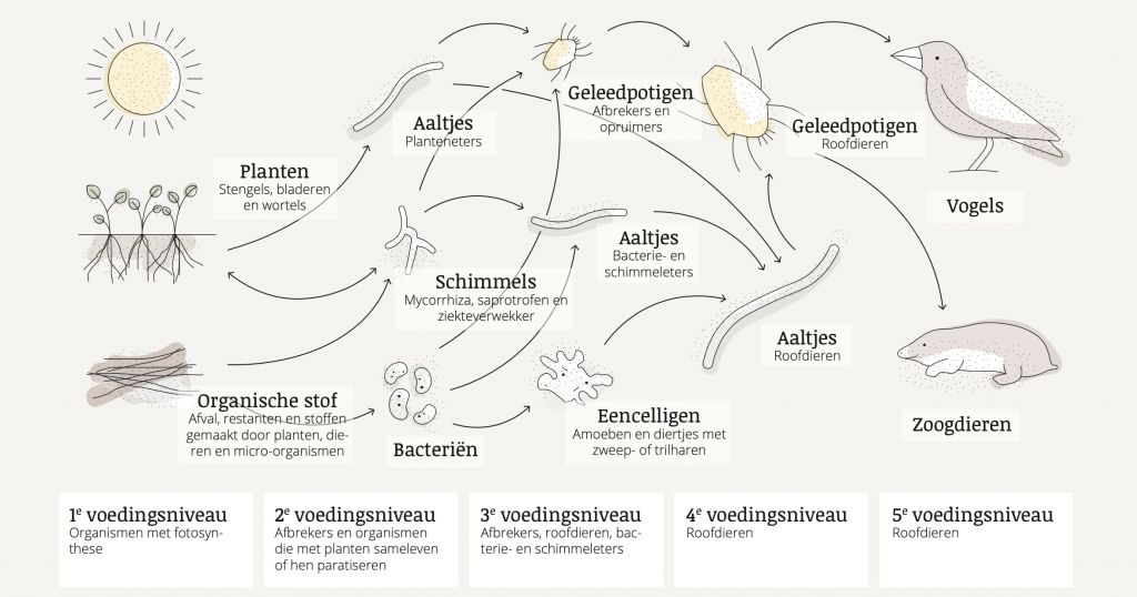 Bron: https://www.ingoedeaarde.org/project/het-bodemvoedselweb/