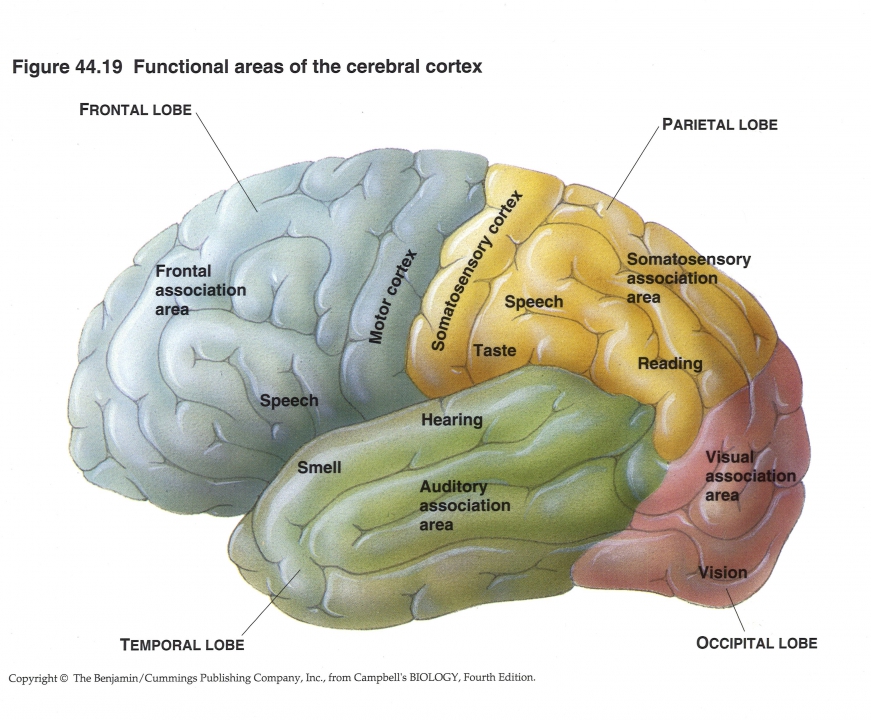 functionele regios hersenen