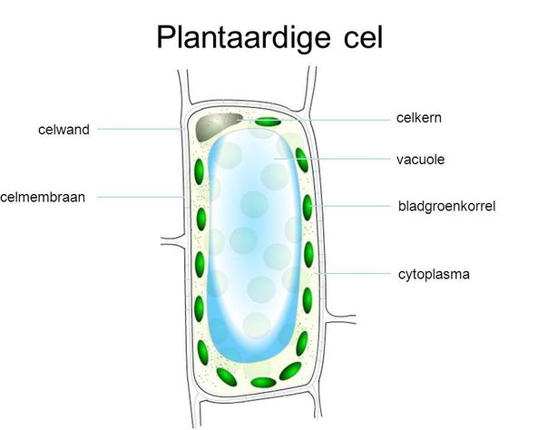 Een plantaardige cel