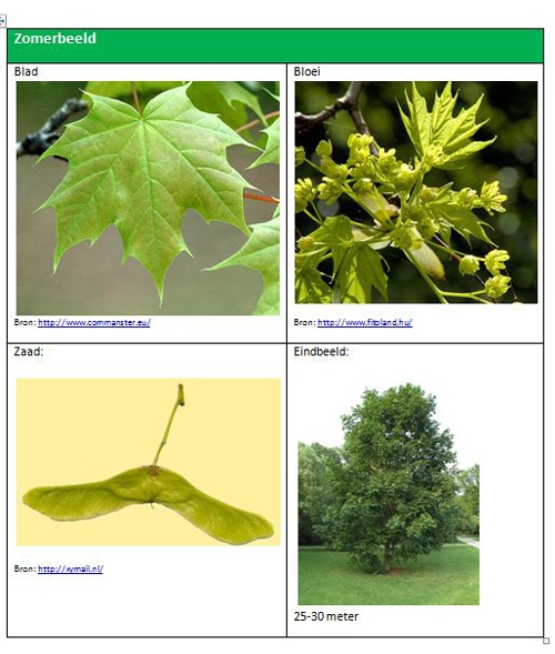 Acer platanoides zomerbeeld
