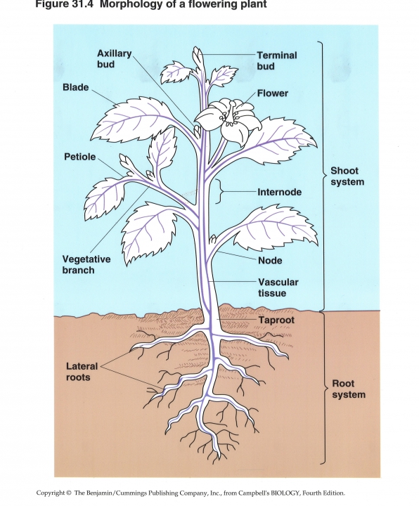 morphologie van planten