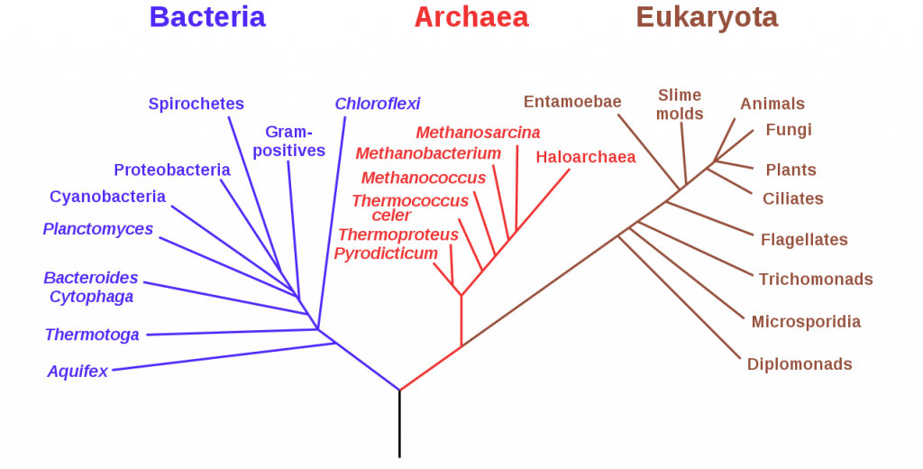 Fylogenetische stamboom