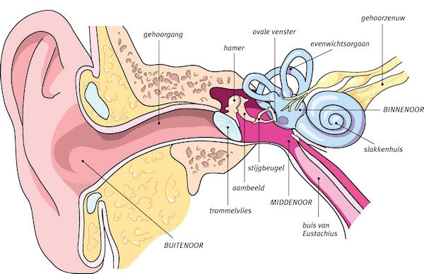 Zo zit het oor in elkaar