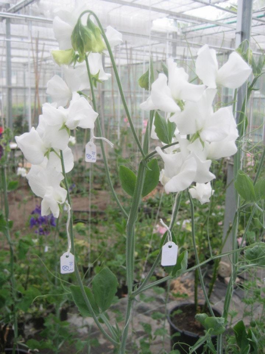 Al duizenden jaren kiezen mensen de beste planten uit om mee verder te gaan. Dankzij de proeven van onder andere Mendel zijn we in staat om gerichter te werken aan betere rassen. Bron: CAH Vilentum.