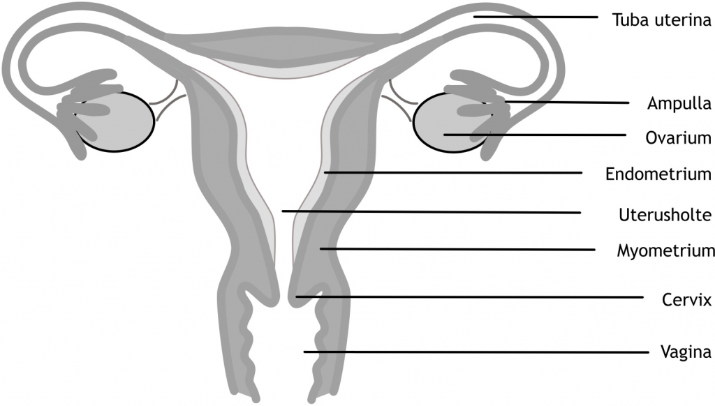 Figuur 2.6 Schematische weergave van de inwendige geslachtsorganen van de vrouw: frontale doorsnede­.