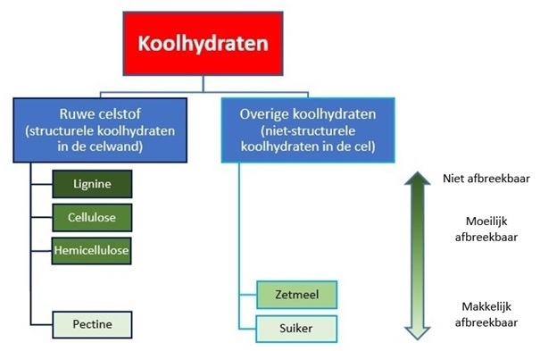 Koolhydraten bestaan uit structurele koolhydraten (celwand) en uit niet structurele koolhydraten (celinhoud).