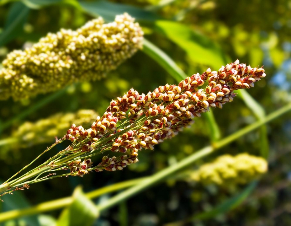 quinoa plant