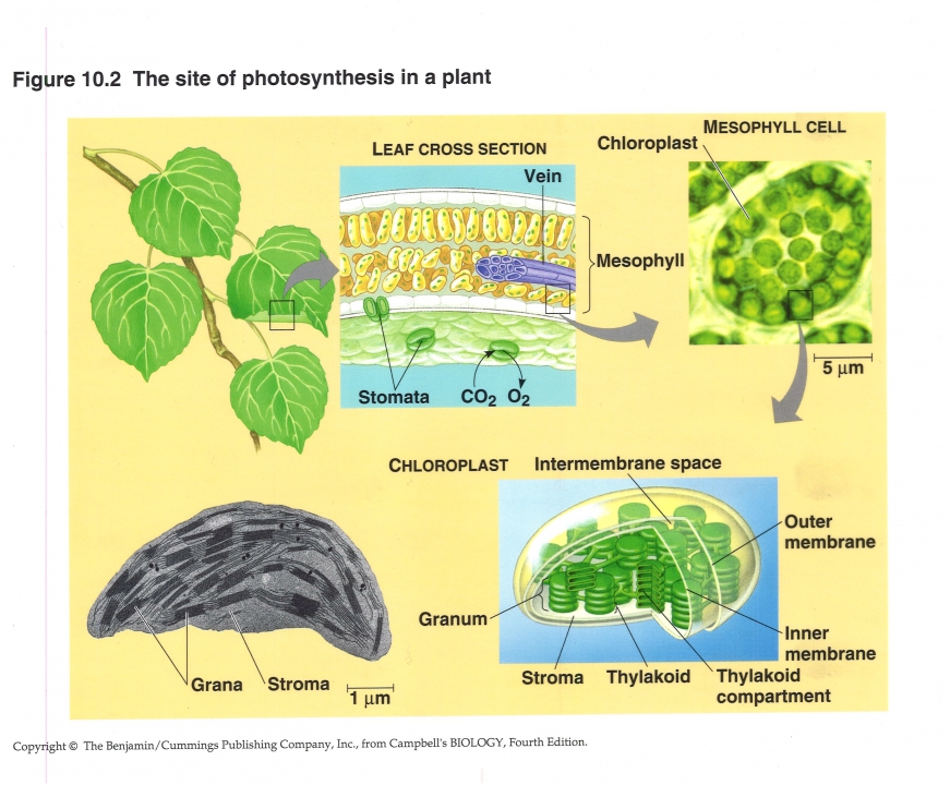 Fotosynthese, overzicht in de plant