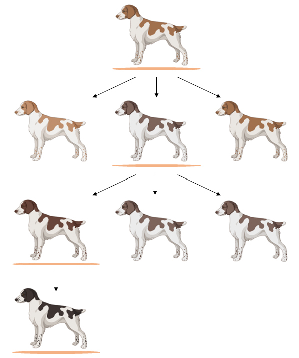 Figure 17.1 The dog breeding process. The arrows indicate the differently coloured offspring of the selected parent, with the darkest individuals selected for the next crossing (indicated by an orange line). After several generations, a dog with black spots has been bred.