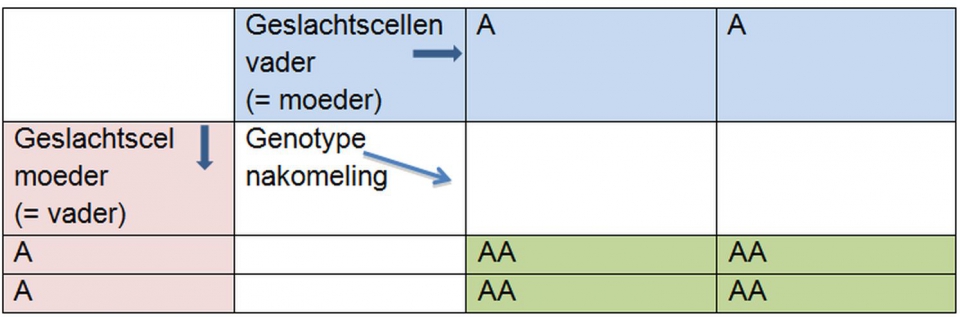Zelfbestuiving van een homozygote plant. Zelfbestuiving betekent dat de vader en de moeder hetzelfde genotype hebben. Zoals je ziet, hebben alle nakomelingen voor deze eigenschap hetzelfde genotype als hun moeder.