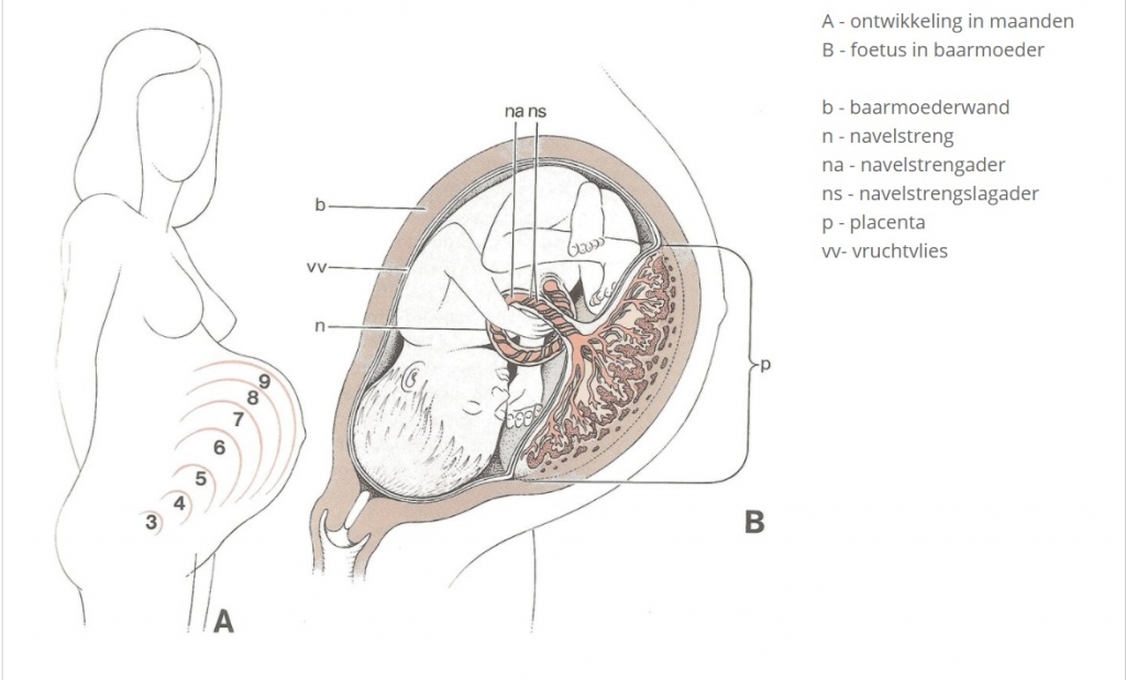 Foetus ontwikkeling in maanden