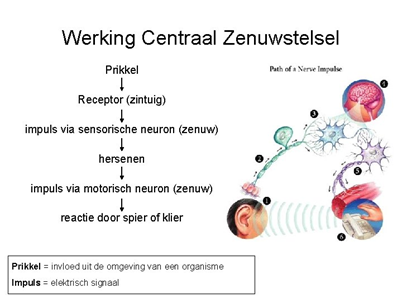 Bron afbeelding: slidetodoc.com