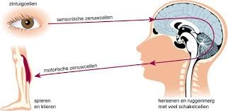Hier werken de sensorische en motorische zenuwen samen door middel van schakelneuronen in het centrale zenuwstelsel (CZS).