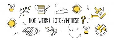 hoe werkt fotosynthese