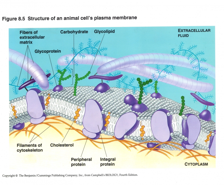 structuur van het celmembraan