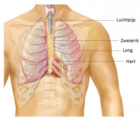 Afbeelding: Thymus