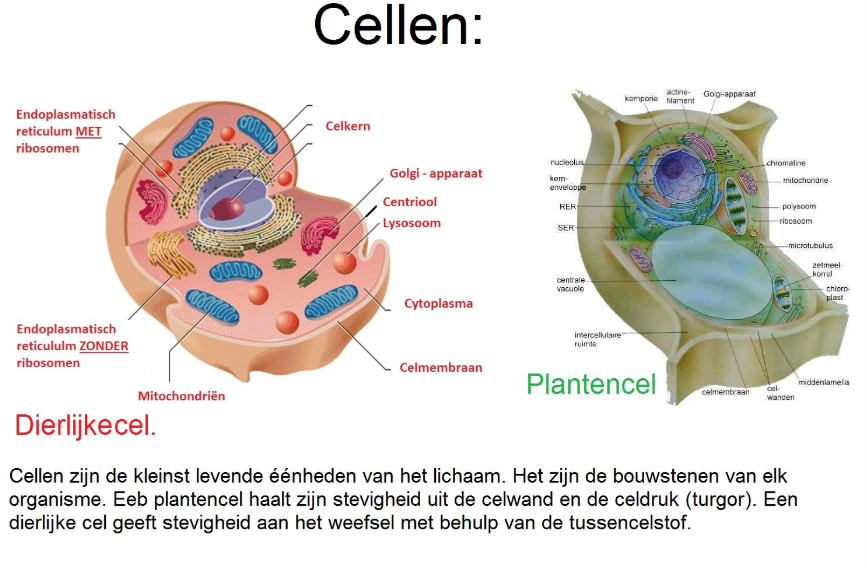 Cellen