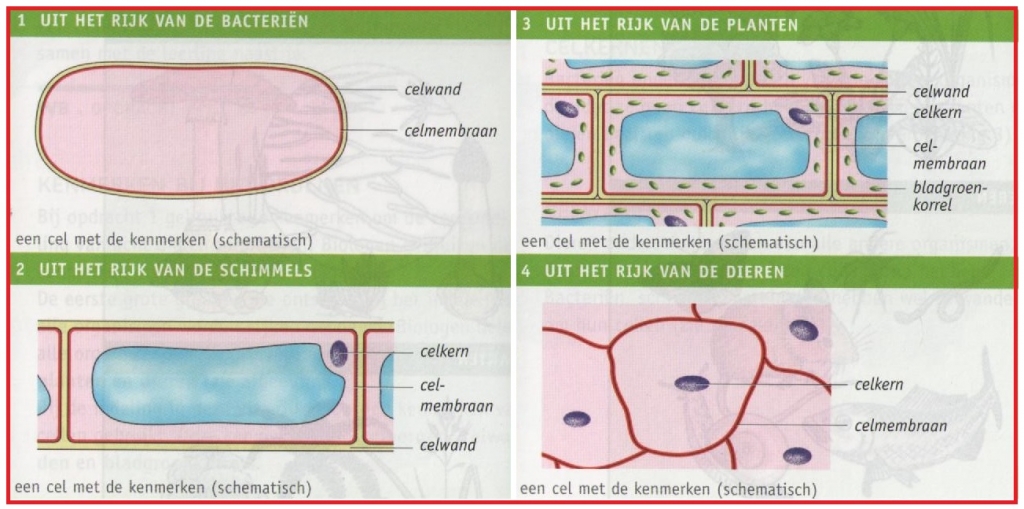 verschillende cellen