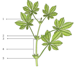 Bron: studiobiologie.nl