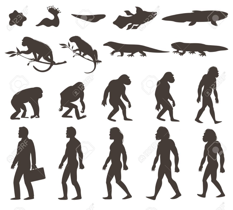 Bron: https://www.123rf.com/photo_101856267_stock-vector-human-evolution-darwin-theory-set-of-silhouettes-of-amphibian-reptile-primates-and-modern-person-iso.html