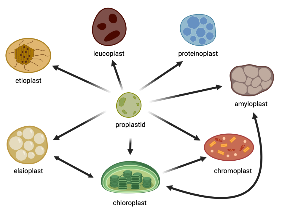 Figure 11.1 Types of plastids. Proplastids forms different types of plastics, including chloroplasts, chromoplasts, leucoplasts and etioplasts. Leucoplasts themselves form amyloplasts, elaioplasts, and proteinoplasts.