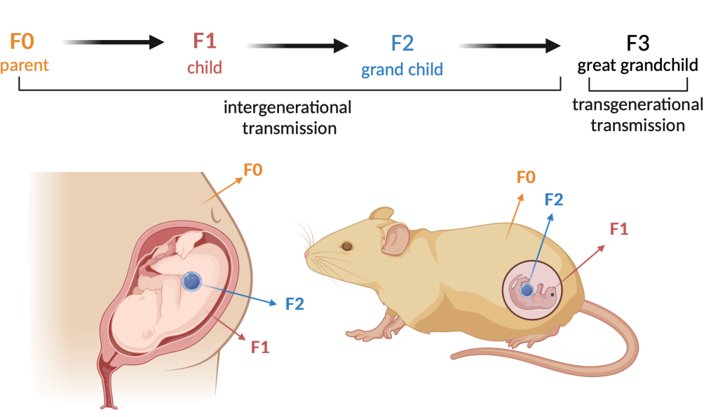 Figure 6.9 Intergenerational and transgenerational transmission. The difference lies in the fact that intergenerational transmission is conditioned by the action of the factor on the individual and its gametes (P0), the developing fetus (F1) or the gametes of the developing fetus (F2).