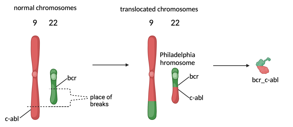 Figure 9.7 Philadelphia chromosome. After a break on chromosomes 22 and 9, chromosomal segments are exchanged, resulting in a gene that generates a fusion protein consisting of the proto-oncogene and the part that causes its constant expression.